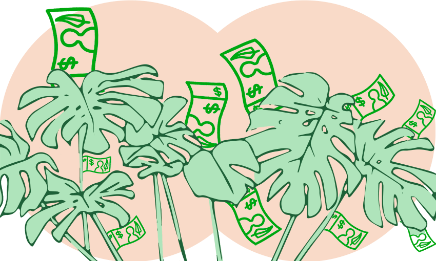 Monsteras can be money-makers for houseplant enthusiasts. (Image: Bianca Cross) 
