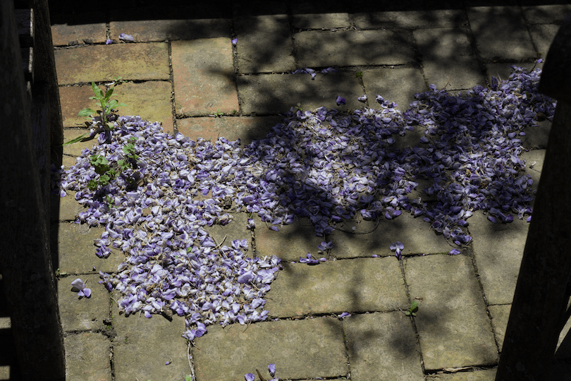 Jacaranda flowers fallen on bricks. The tree's shadow falls across them. 