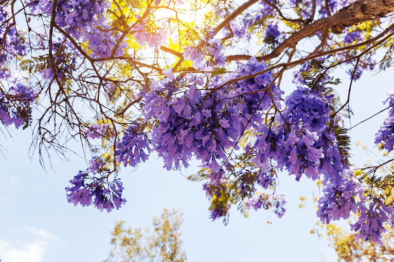 Jacaranda branch in full bloom against a hot pale blue sky, the sun spiking through.
