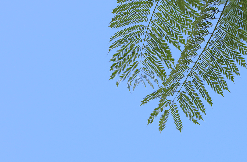 Two fern-like jacaranda leaves photographed against a bright blue sky