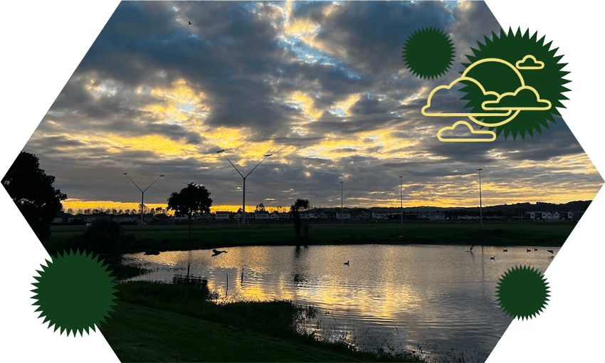 New subdivisions spring up around the wading birds in Papakura (Photo: Supplied; additional design by Tina Tiller) 
