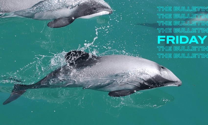 Journalists get under the surface of budget stories including one on efforts to save the Māui dolphin (Photo: RNZ/Earthrace Conservation/Liz Slooten) 
