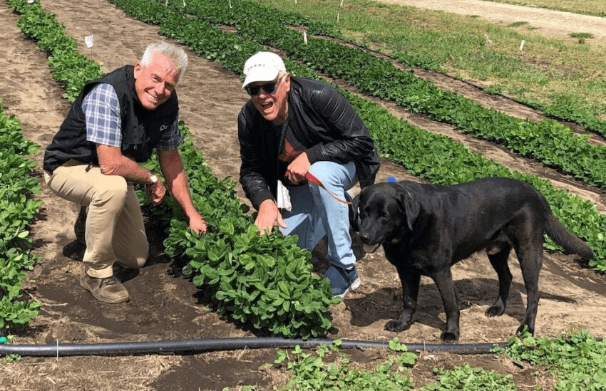 Two people crouch in between rows of green peanut plants. A black dog stands to their right.