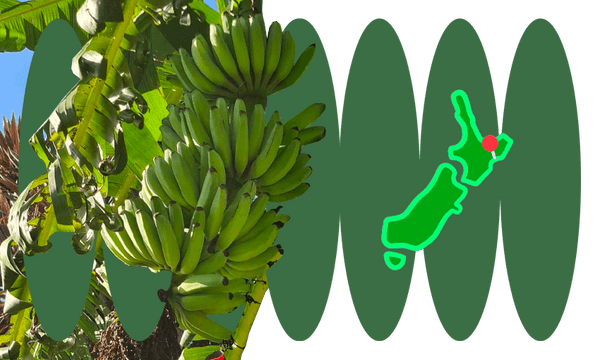 A thriving banana plant, on Aotearoa’s East Coast (Photo: supplied; additional design: Tina Tiller) 
