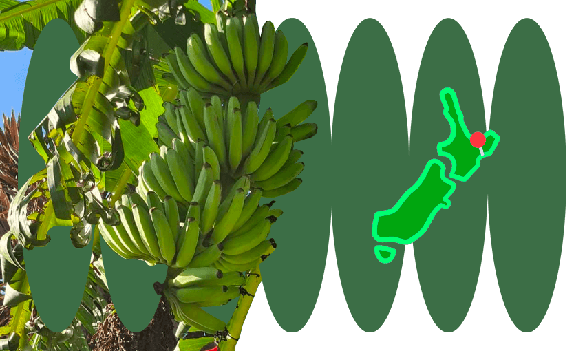 A thriving banana plant, on Aotearoa’s East Coast (Photo: supplied; additional design: Tina Tiller)