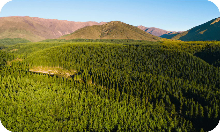 A pine plantation in the Wairau valley, Marlborough (Photo: Getty Images) 
