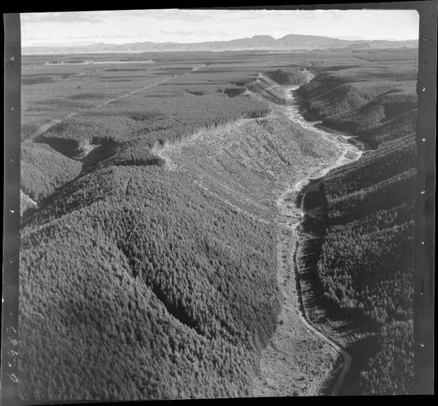 The shady origins of New Zealand’s pine plantations | The Spinoff