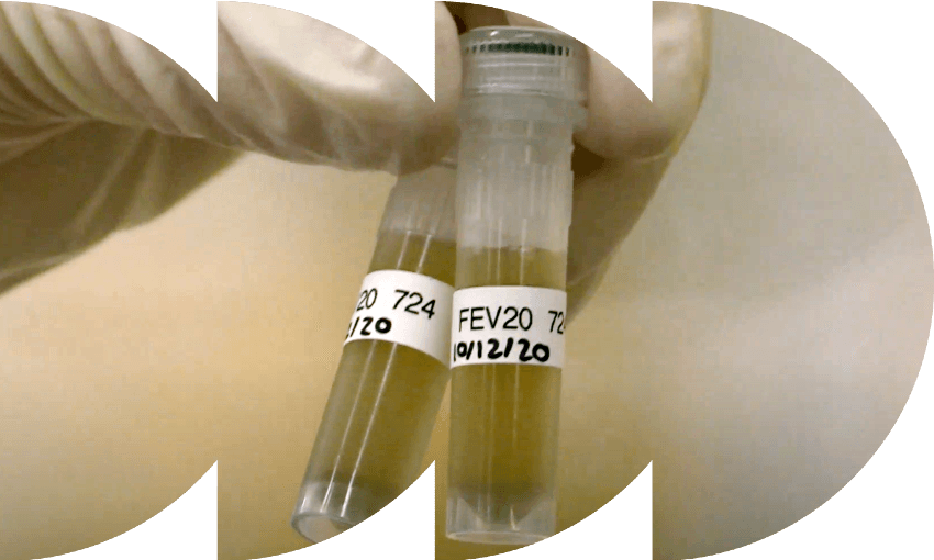 Wastewater samples that arrive at ESR are condensed into these test tubes for further tests. (Photo: ESR) 
