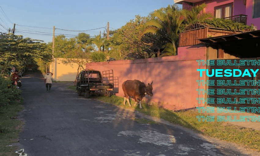 A cow walks past a tourist villa in Bali (Photo: RNZ/Supplied: Ross Ainsworth) 
