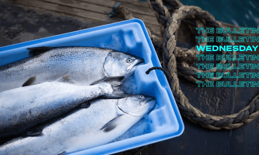 New Zealand King Salmon sent 1,300 tonnes of dead salmon to landfill (Photo RNZ/Supplied) 
