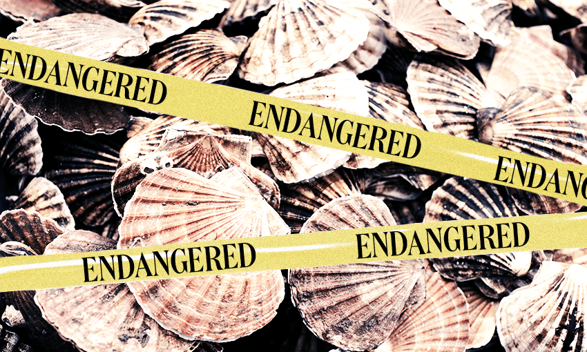 The days of recreationally diving for a scallop feast have all but vanished. (Photo: Getty; image design: Alessandra Banal) 

