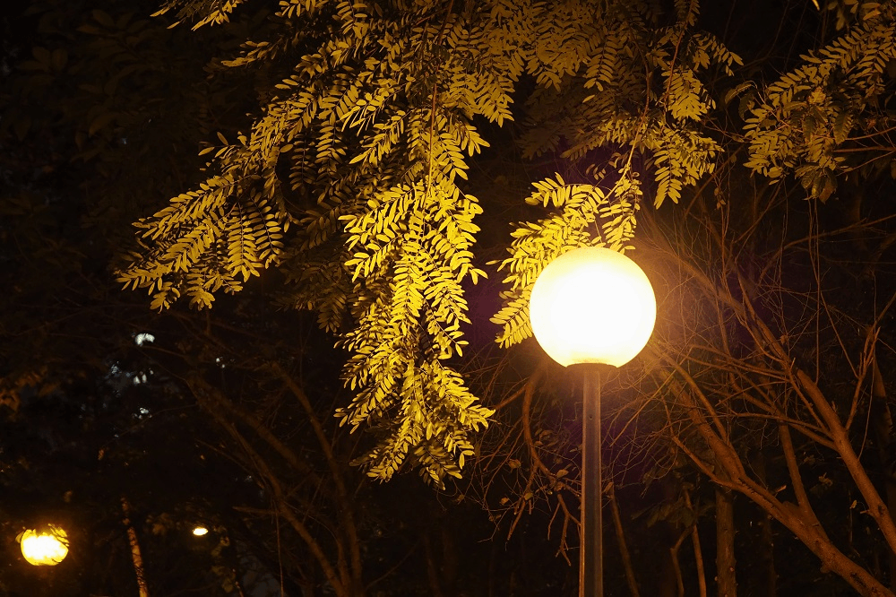 lamp casts light on tree at night