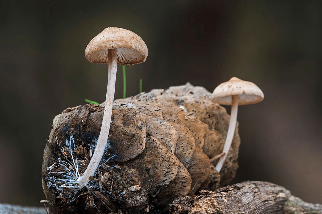 Conifercone cap (Baeospora myosura / Collybia myosura) growing on pinecone and showing mycelium resembling long coarse hairs. (Photo by: Arterra/Universal Images Group via Getty Images)