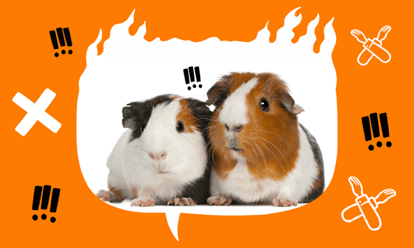 Two guinea pigs strive to appear cute. (Photo: Getty; Image design: Tina Tiller) 
