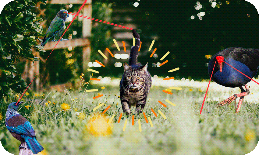 A photo illustration showing a tabby cat walking through a garden surrounded by native birds