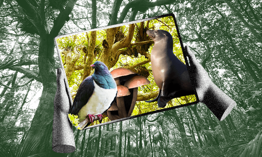 a forest with hands holding a lit up tablet screen filled with mushrooms and seals and kereru