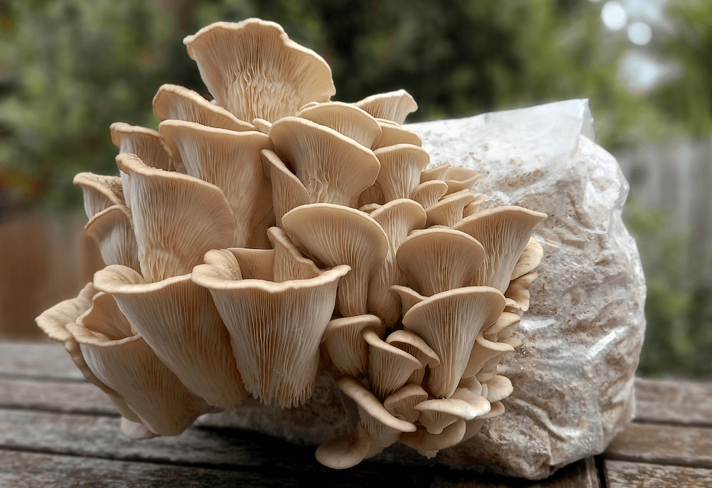 oyster mushrooms