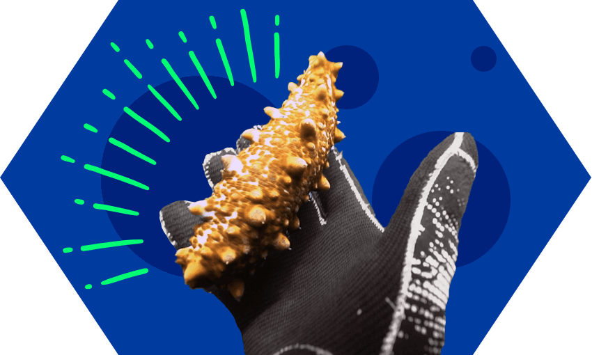 Wild Catch’s bêche-de-mer, aka sea cucumber, aka sea slug. (Photo: Supplied / Design: Tina Tiller)