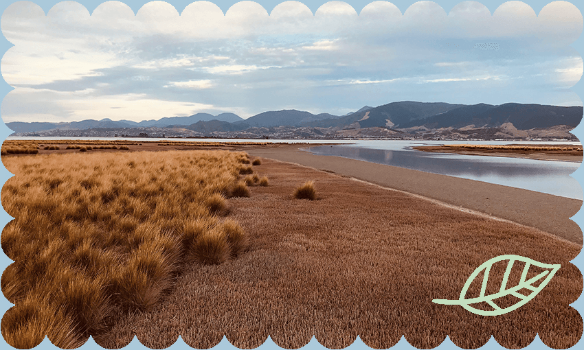 Companies are restoring wetlands around Aotearoa with the aim to turn them into carbon offset areas. (Image: Erik van Eyndhoven) 
