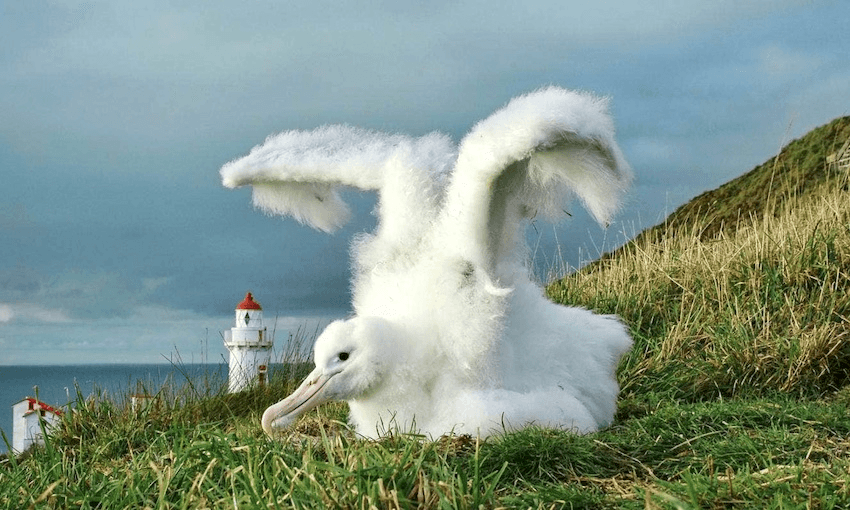 An albatross/toroa chick at Taiaroa Head. (Photo: The Royal Albatross Centre) 
