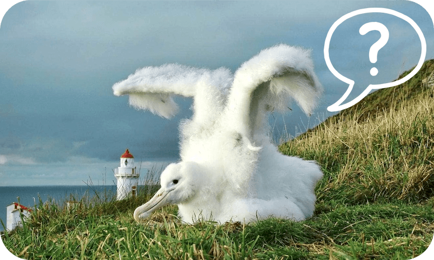 An albatross/toroa chick at Taiaroa Head. (Photo: The Royal Albatross Centre)