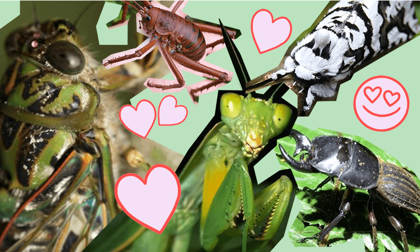 a whole lot of insects surrounded by hearts