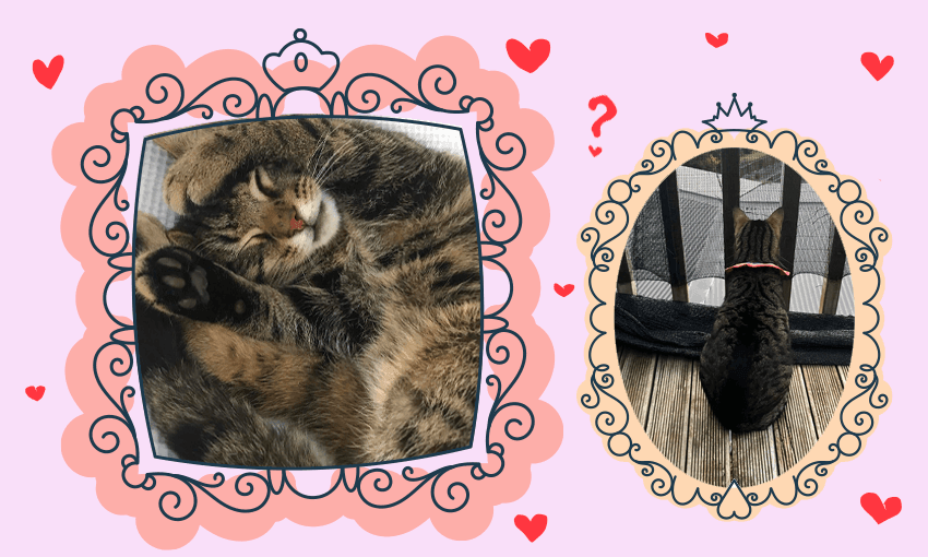 Does my cat really love me? The Spinoff