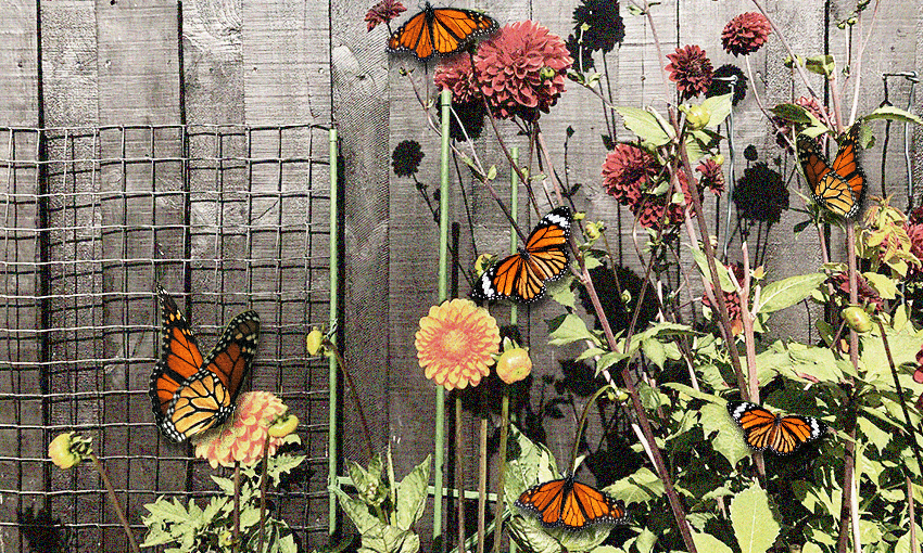 A butterfly garden comes at a price (Photo: Catherine McGregor; additional design: Archi Banal) 
