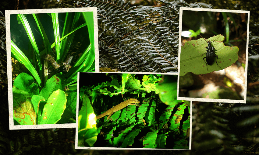 What they’re protecting: Archey’s frog, the northern striped gecko and ground beetles are some of the creatures that call Mahakirau Forest Estate home (Photos: Ellen Rykers)