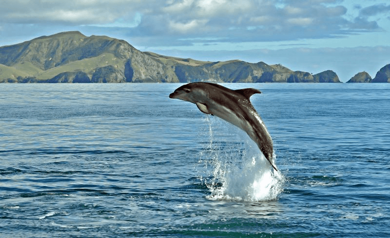 Bottle-nosed dolphins have always been a Kiwi crowd favourite. (Photo: Getty Images) 
