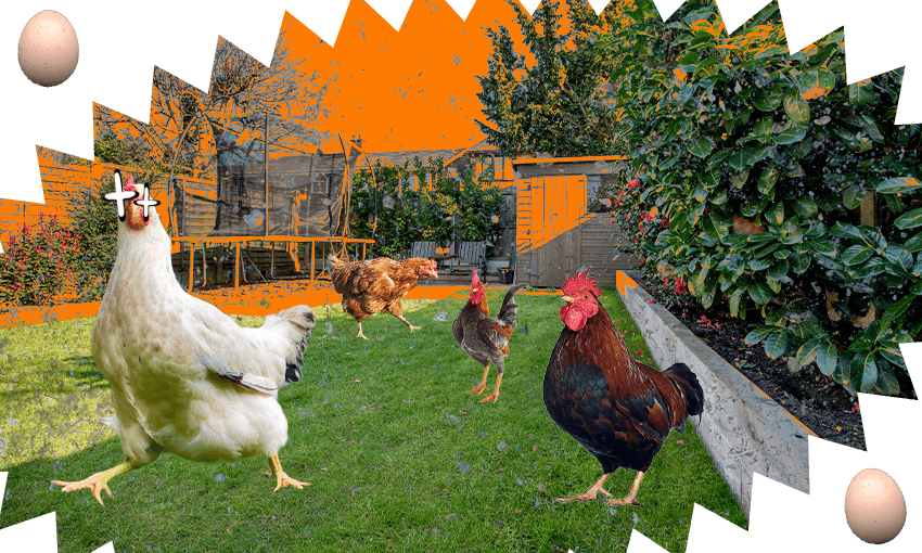 backyard chickens