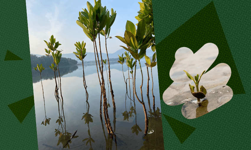 mangrove tree on a dark green background