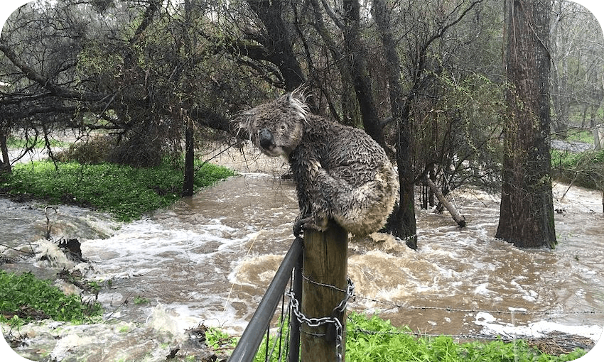 A sodden koala climbs on a fence post to escape flood waters on September 14, 2016 in Stirling, South Australia. (Photo: Russell Latter / Getty Images) 
