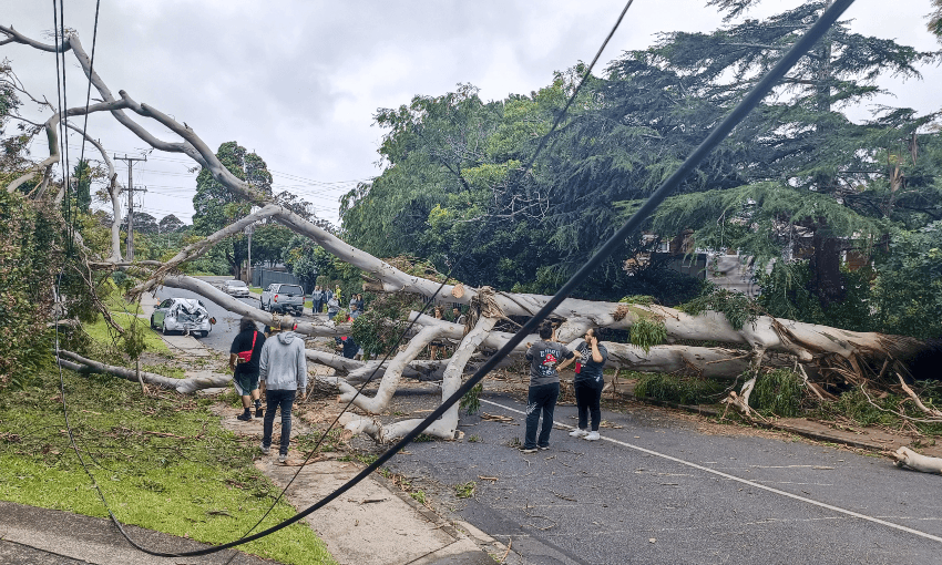 Te Atatū locals assist efforts to clear a tree that fell during Cyclone Gabrielle on Monday night, bringing down power lines and blocking the road. Photo: Toby Manhire 

