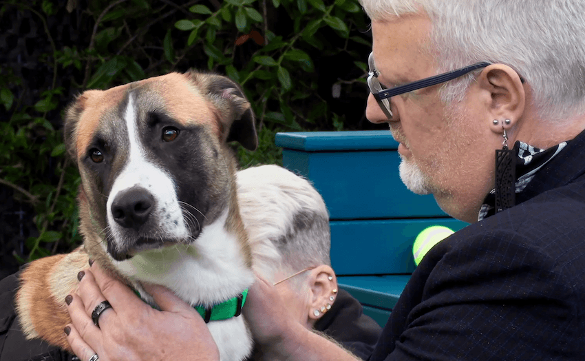 The Dog House NZ is perfect reality television The Spinoff