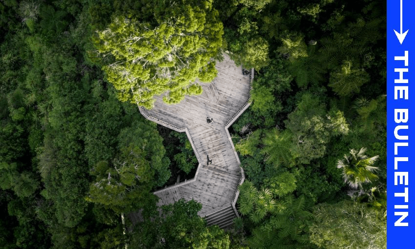 The canopy of a single mature tree intercepts 40% of the water that falls during a storm (Image: Auckland Council) 
