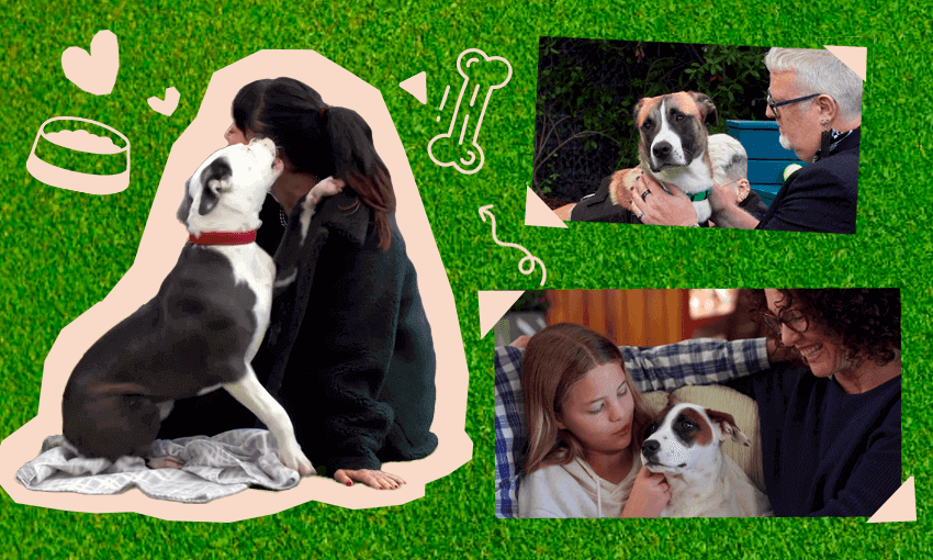 The Dog House NZ is perfect reality television The Spinoff