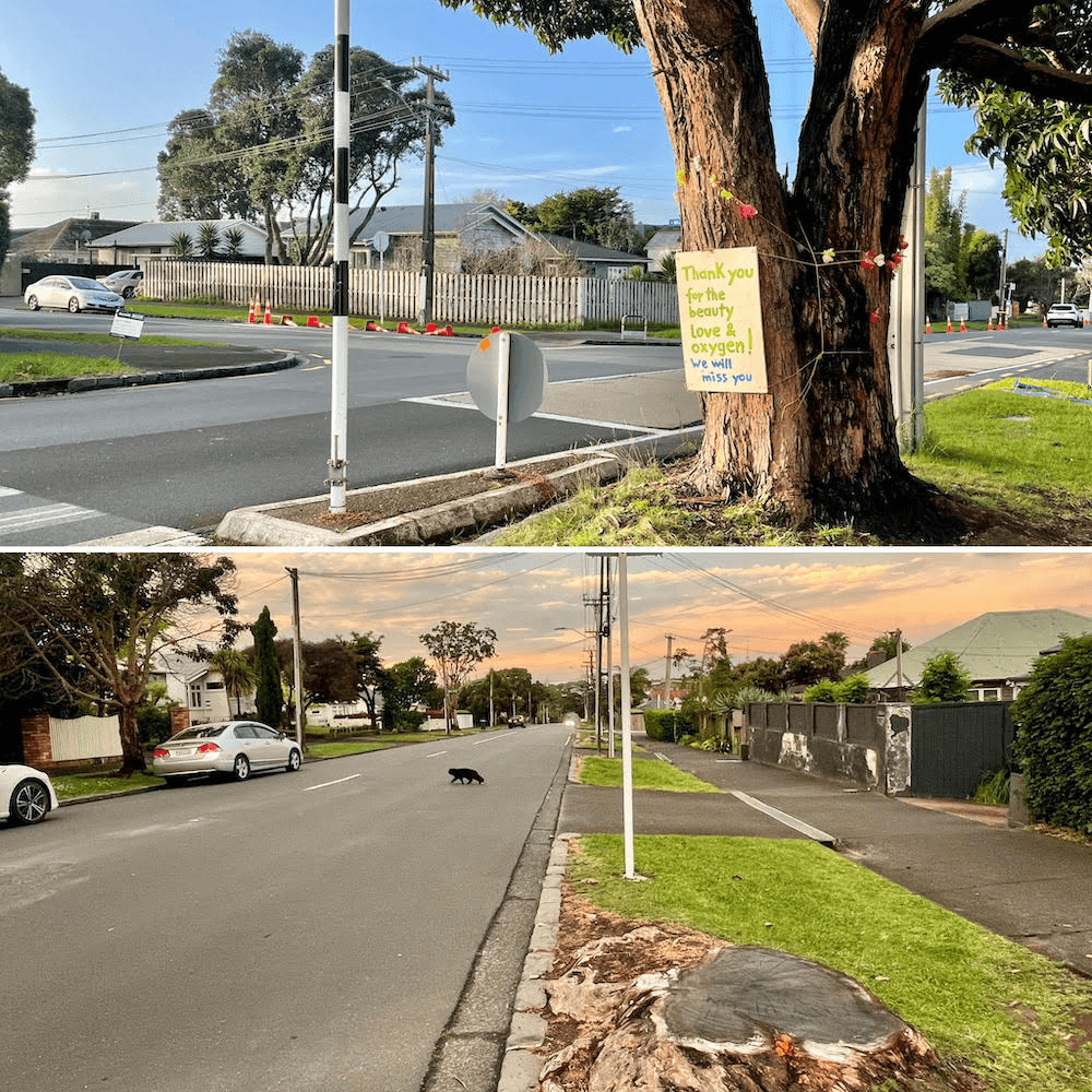 Meola Road felled trees.