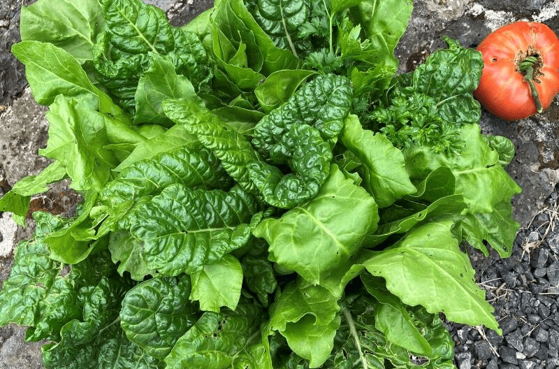 Ingredient of the week: Spinach | The Spinoff