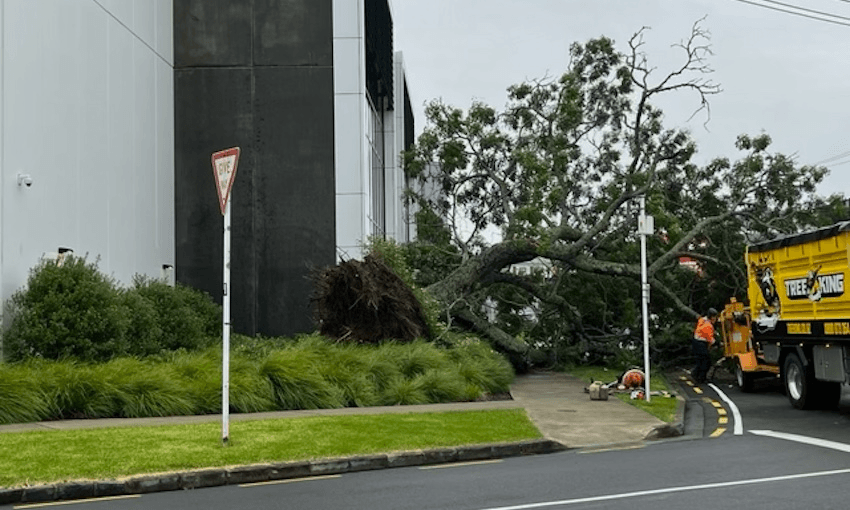 A fallen tree in Morningside due to Cyclone Gabrielle (Image: Amber Easby) 
