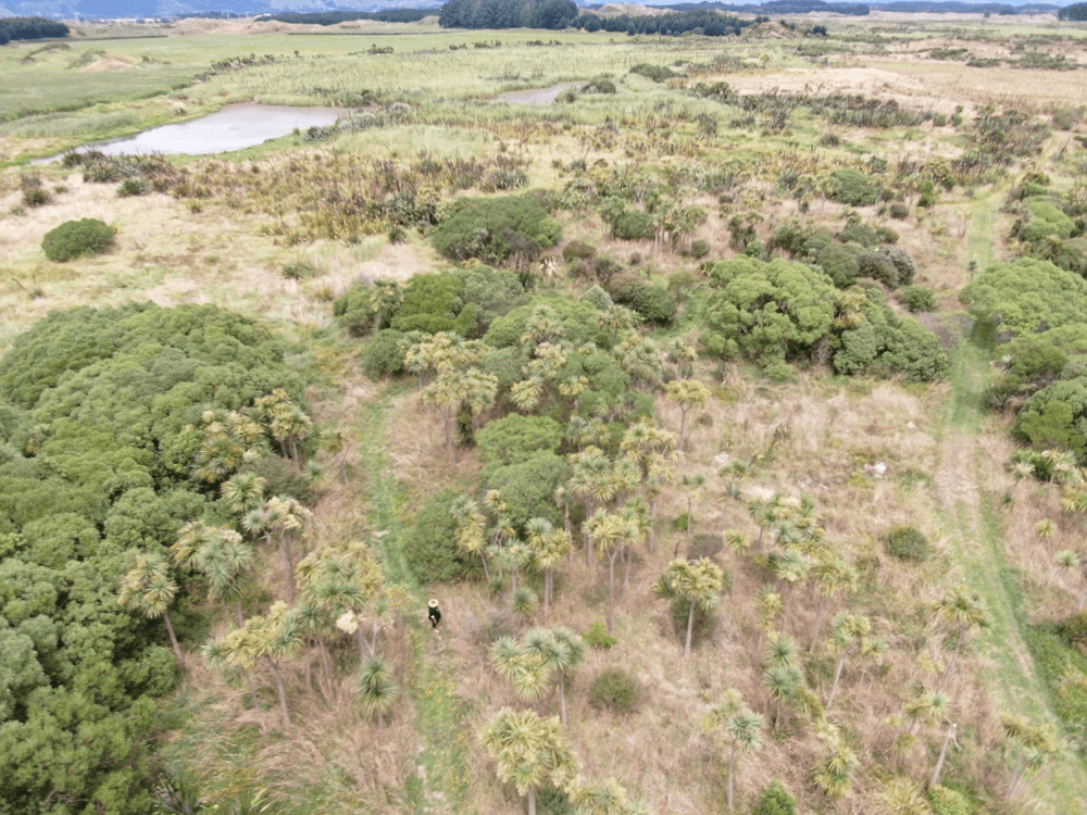 a brown pond and lots of bushes - slowly, surely, this paddock is being prepared for the future