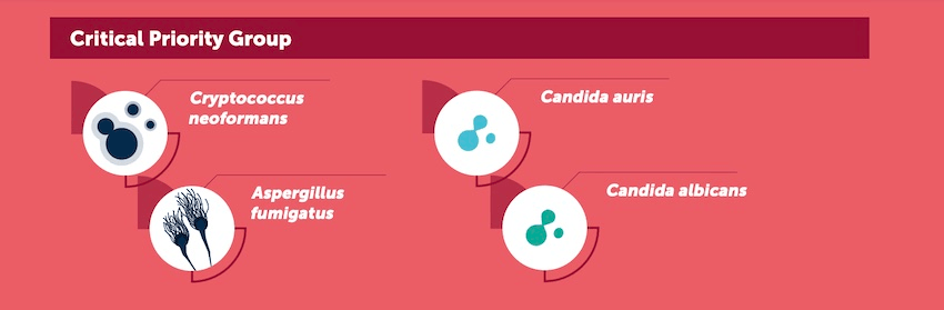 The four critical fungi are listed on a red background: cryptococcus neoformans, candida auris, aspergillus fumigatus, candida albicans