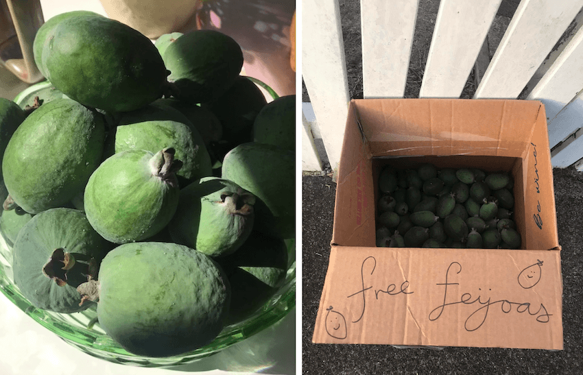 An image of a bowl of feijoas. Another image of a cardboard box of feijoas in front of a picket fence with a sign reading "free feijoas".