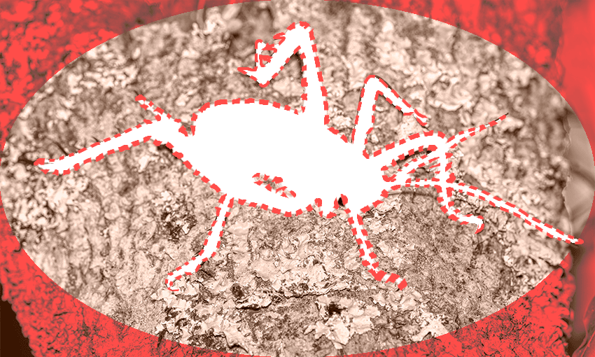 the ouline of a weta in red but no weta is there it is just empty