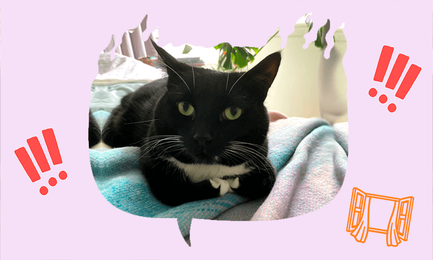 Mr Link lives inside, and that’s OK with him.