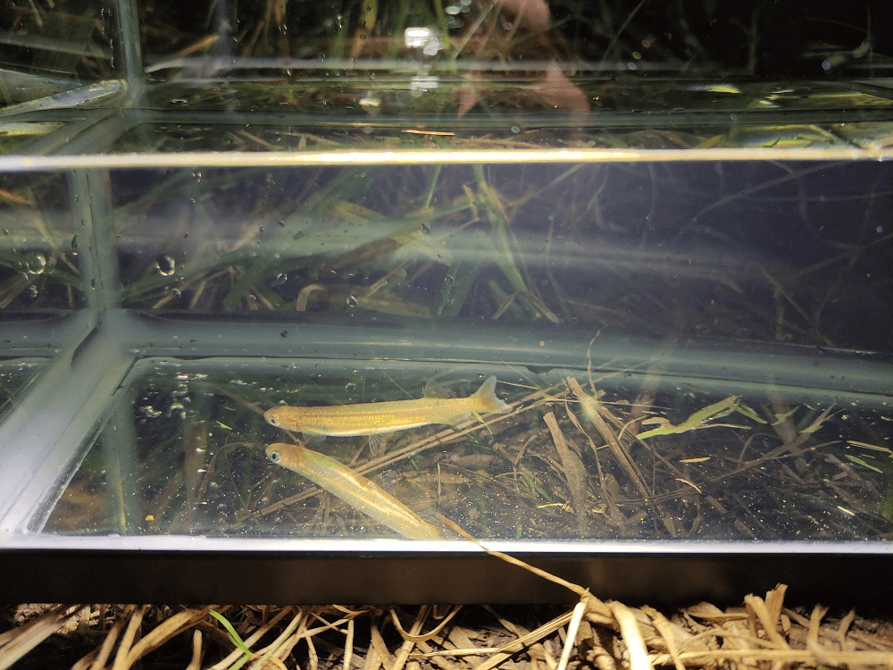 light reflecting off a tank and small fish lurking at the bottom