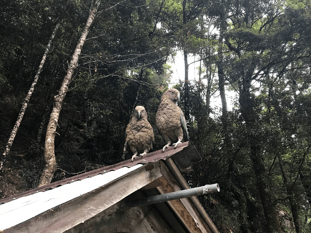 two very cool and beautiful kea on a roof with a shadowy forest behind them