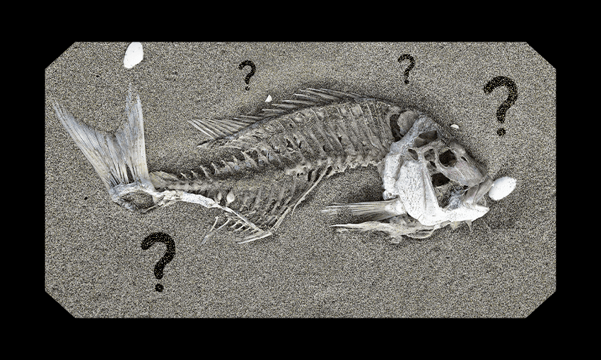 a snapper skeleton on a beach