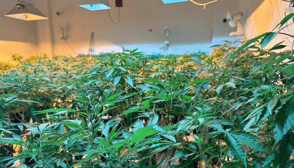 Weed plants growing under halogen lamps.