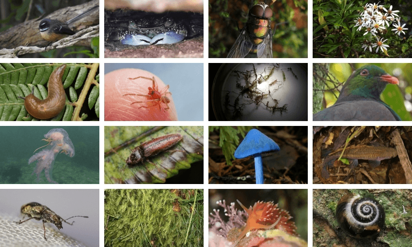 A selection of observations made during the City Nature Challenge 2023. (Photos: Saryu Mae, Matt Ruglys, Christopher Stephens, Dustin Lamont, Emily Roberts, Steve Reekie, commoncopper, naturewatchwidow, Leon Perrie, Luca Davenport-Thomas) 
